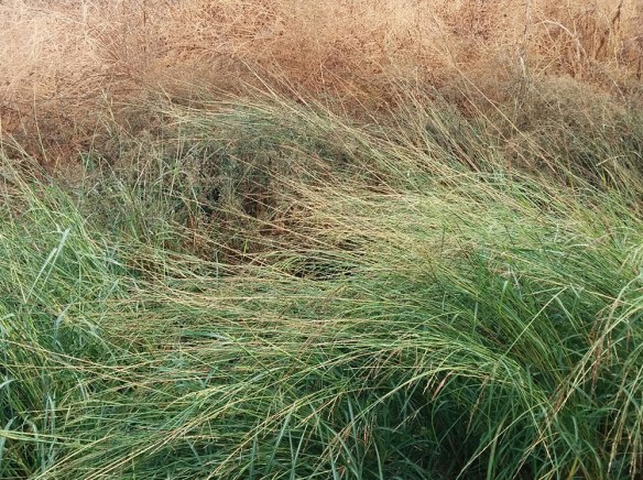 עשיו, צילום יאיר גיל 2017