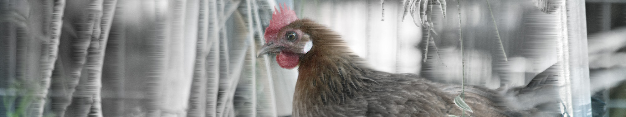 IMG_1729-banner-tarneg