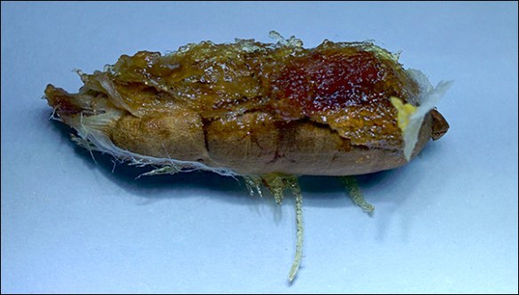 IMG_20170926_225020-600