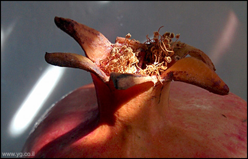 רימון, כתר של רימון