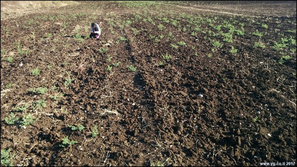 שדות כפר ביאליק 2017