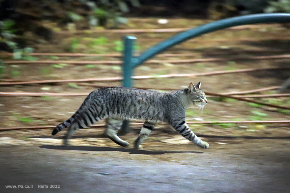 חתול בתנועה לילית