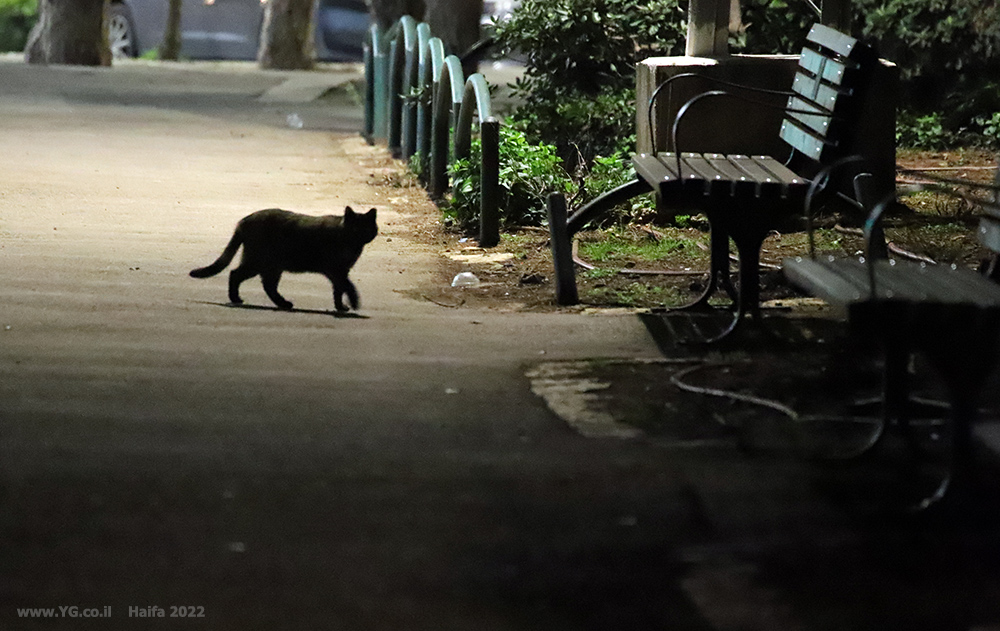 צללית של חתול לעת ערב