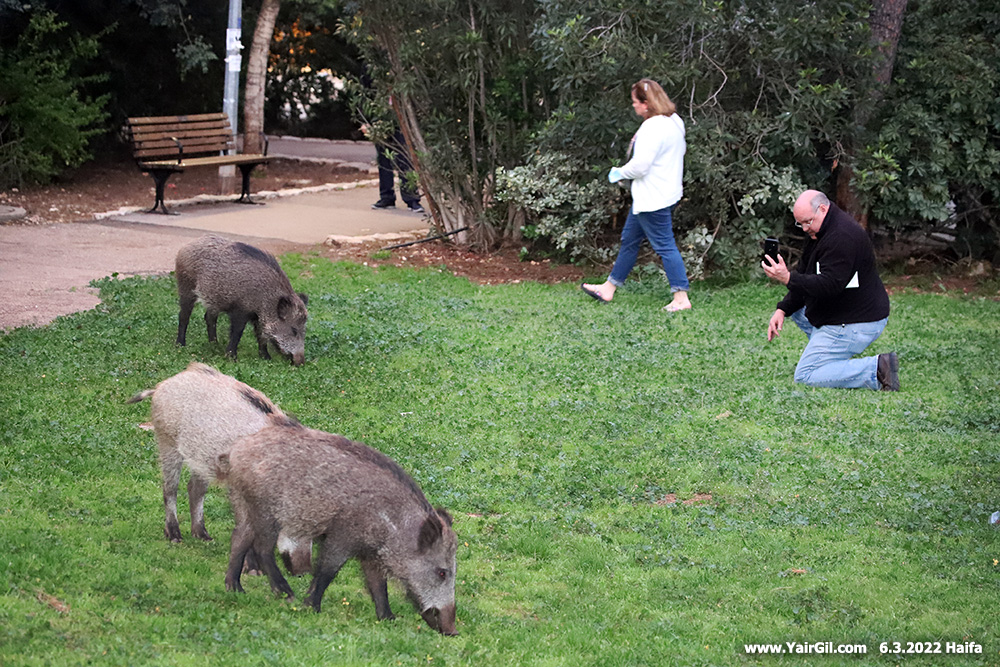 חזירי בר ומצלמות