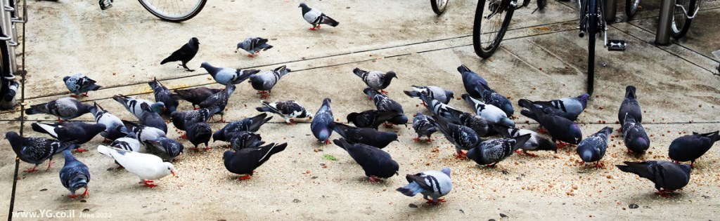 יונים בקופנהגן