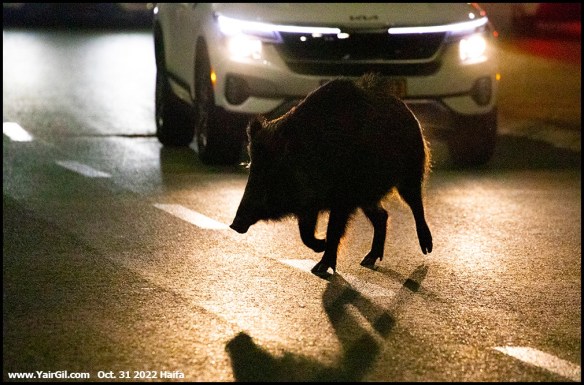 חזב"ר לאור פנסי מכוניות