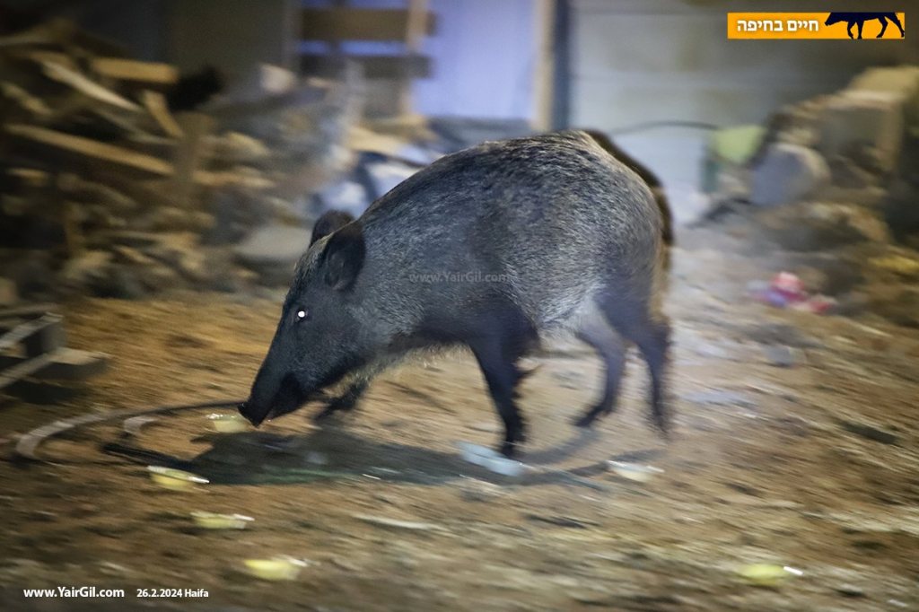 ליווי קל של תנועה. חזירת בר חיפאית (חדה יותר מהרקע (הקרוב והרחוק), בלילה שלפני הבחירות לרשויות המקומיות 2024
